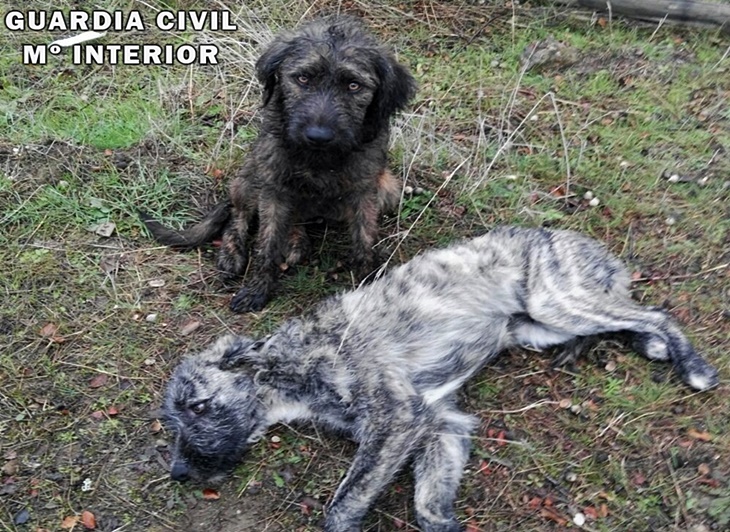 Buscan al dueño de dos perros abandonados en la carretera de Cáceres
