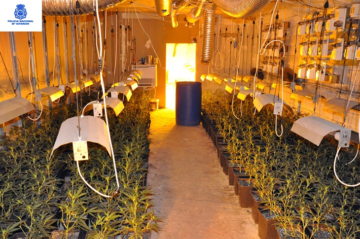 Desmantelada una plantación con casi mil plantas de marihuana en Mérida