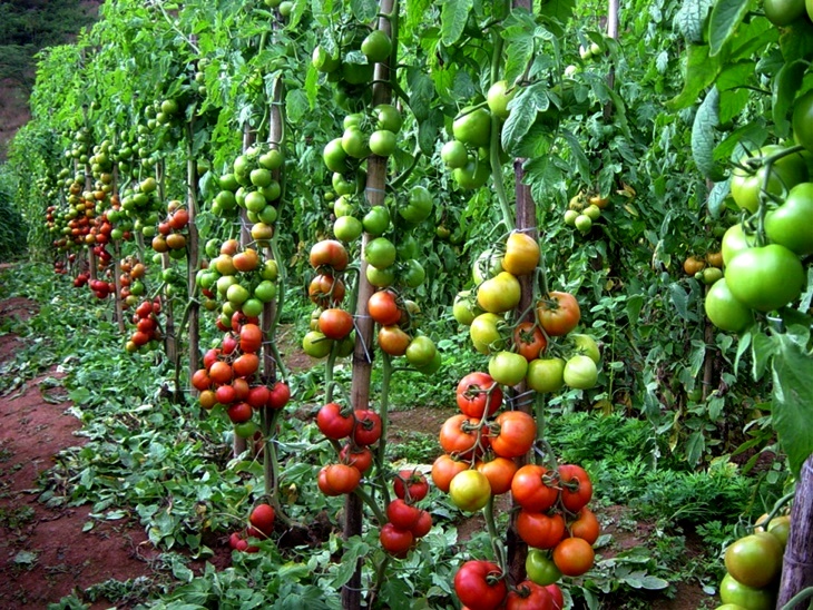 UPA denuncia que la industria del tomate pretende bajar los precios