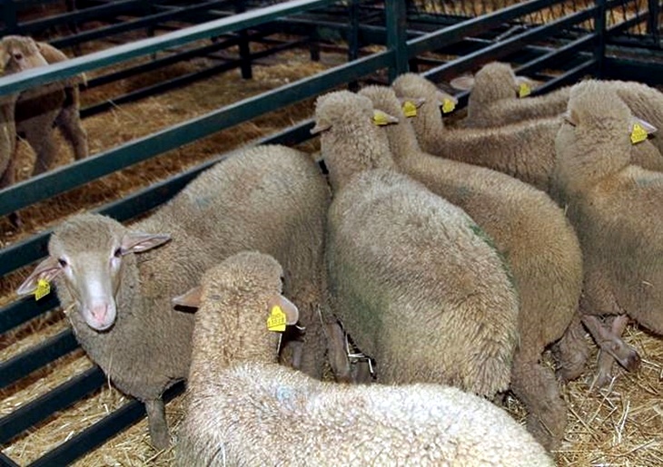 Extremadura ya es una región libre de brucelosis ovina y caprina