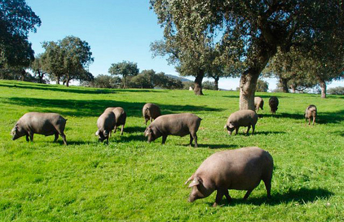 Extremadura sancionada de nuevo por la declaración de pastos