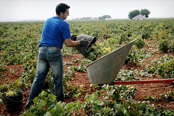 Aprobados 20 millones de euros para la incorporación de jóvenes agricultores