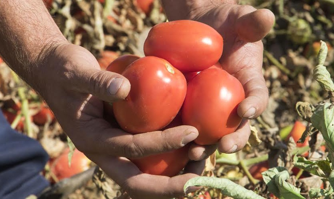 Los agricultores rechazan una nueva bajada de precios del tomate