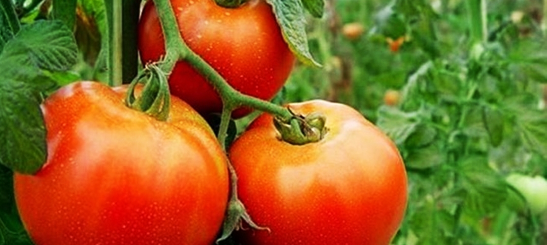 UPA anuncia una movilización en defensa del tomate