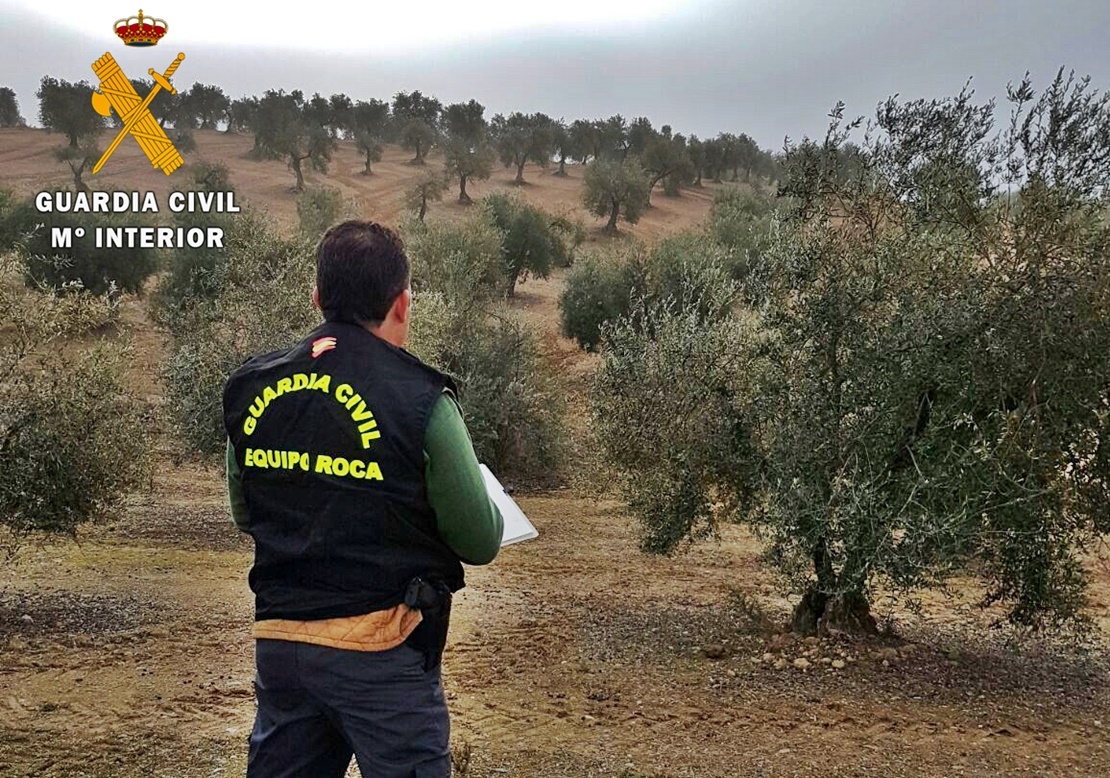 Investigada por simular el robo de 10 toneladas de aceitunas