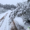 Fotografías de la nieve caída ayer en la Sierra de San Mamede