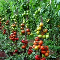 UPA denuncia que la industria del tomate pretende bajar los precios