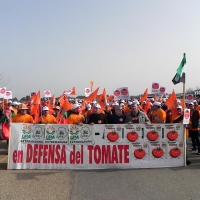 Los tomateros se manifiestan en contra de los altos precios