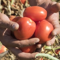 Los agricultores rechazan una nueva bajada de precios del tomate
