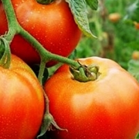 UPA anuncia una movilización en defensa del tomate