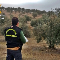 Investigada por simular el robo de 10 toneladas de aceitunas