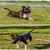 Dos perros abandonados en menos de 48 horas