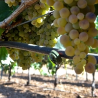 Investigadores analizan el impacto del riego en la calidad de los vinos