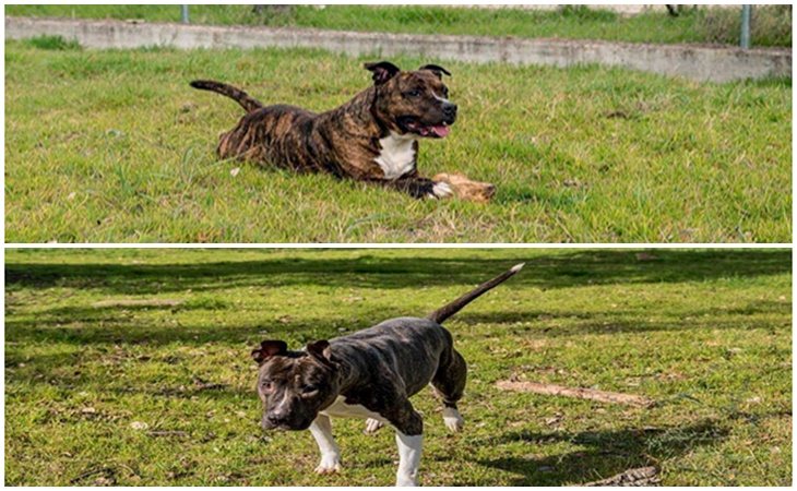 Dos perros abandonados en menos de 48 horas