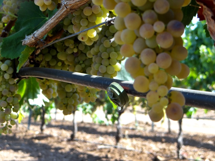 Investigadores analizan el impacto del riego en la calidad de los vinos