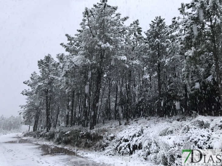 Fotografías de la nieve caída ayer en la Sierra de San Mamede