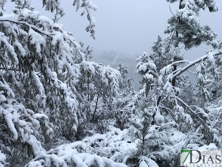 Fotografías de la nieve caída ayer en la Sierra de San Mamede