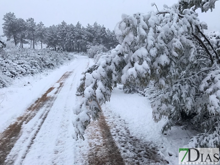 Fotografías de la nieve caída ayer en la Sierra de San Mamede