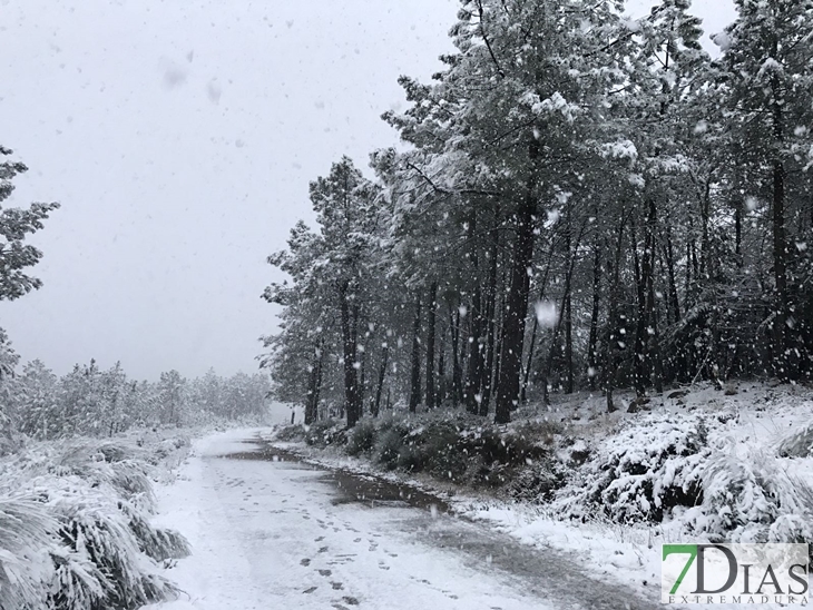 Fotografías de la nieve caída ayer en la Sierra de San Mamede