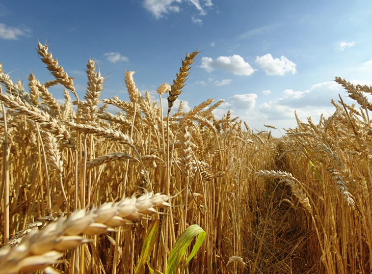 Buscan solución a la baja rentabilidad del cereal en la Campiña Sur