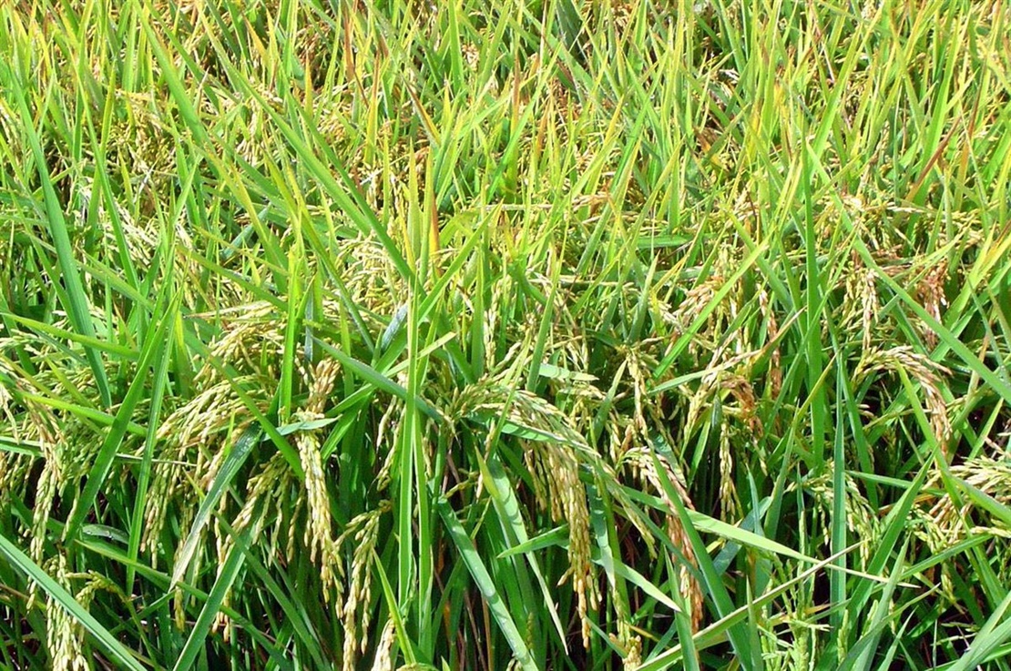 UPA propone medidas para devolver la rentabilidad al cultivo del arroz