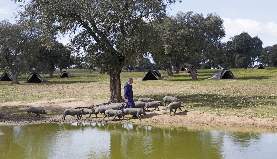 La Cocosa preservará la calidad genética del cerdo Ibérico