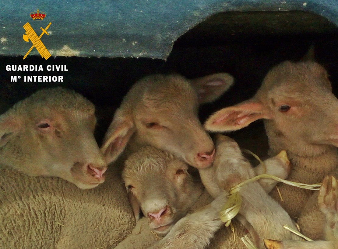 Sorprendidos cuando transportaban los borregos que acababan de sustraer