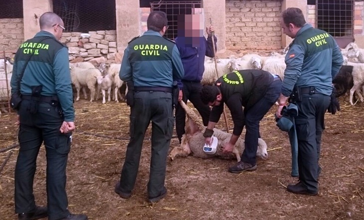 Detenidos por robar 150 ovejas de una explotación ganadera