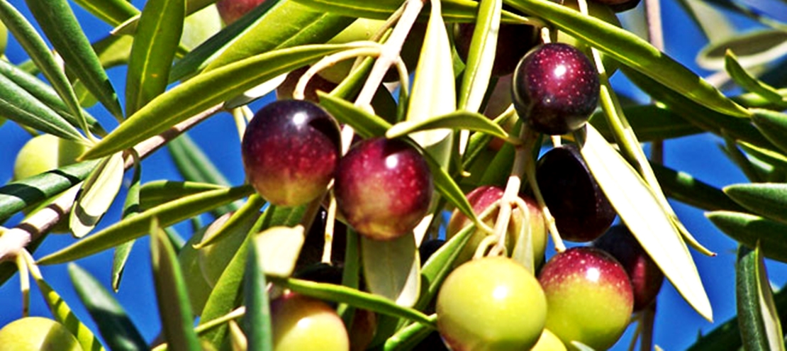 La manzanilla cacereña representa a España en la feria de Abrantes