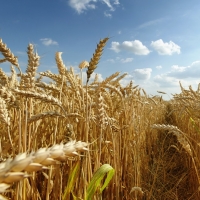 Una jornada analizará el modelo agrario en la Campiña Sur