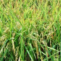 UPA propone medidas para devolver la rentabilidad al cultivo del arroz