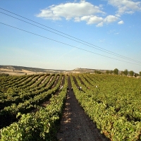 Extremadura reclama una reforma de la PAC que refuerce al agricultor