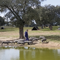 La Cocosa preservará la calidad genética del cerdo Ibérico