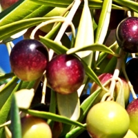 La manzanilla cacereña representa a España en la feria de Abrantes