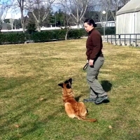 Los perros más obedientes compiten en Badajoz