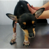 La Policía rescata a un perro de un contenedor de basura