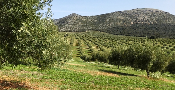 La apuesta por el olivar ecológico pasa por Almendral (Badajoz)