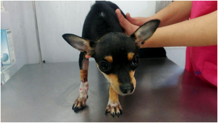 La Policía rescata a un perro de un contenedor de basura