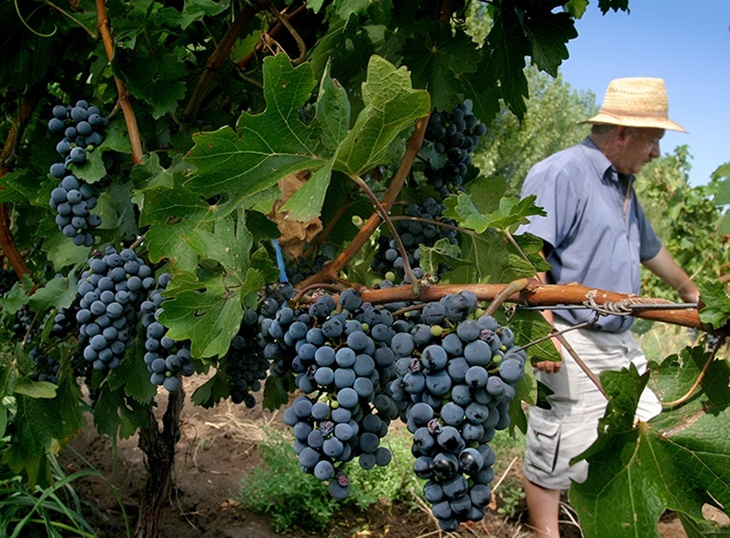 COAG defiende la continuidad de planes colectivos para los viticultores