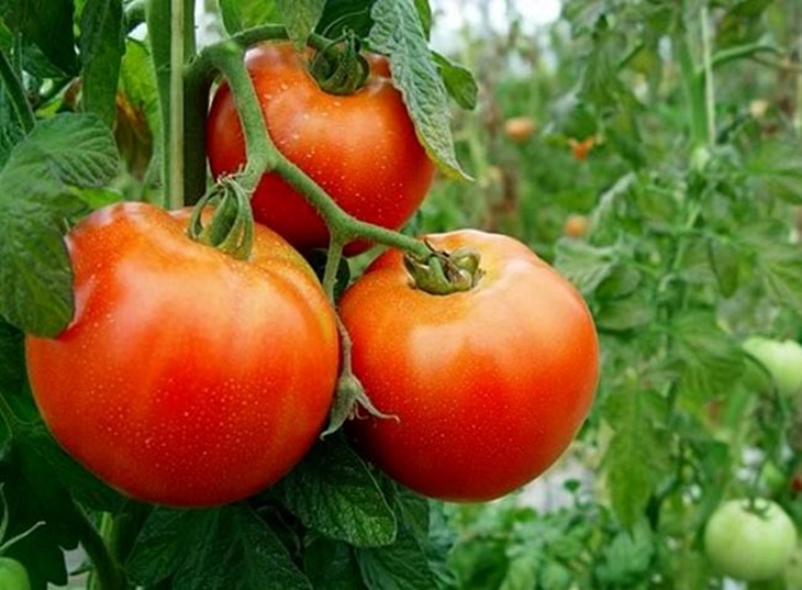 Disminuye ligeramente la contratación de tomate para esta campaña