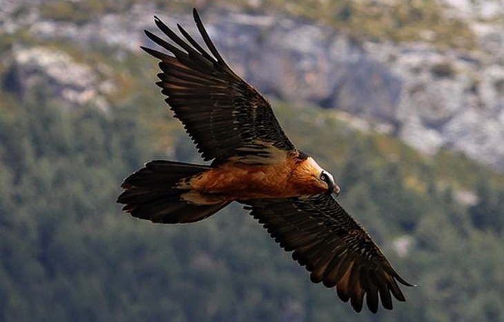 Un centenar de buitres se comen viva a una vaca y a su ternero recién nacido