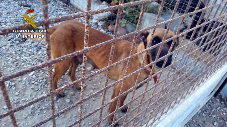 Maltrato animal: Hallan dos perros fallecidos y 17 en estado de inanición