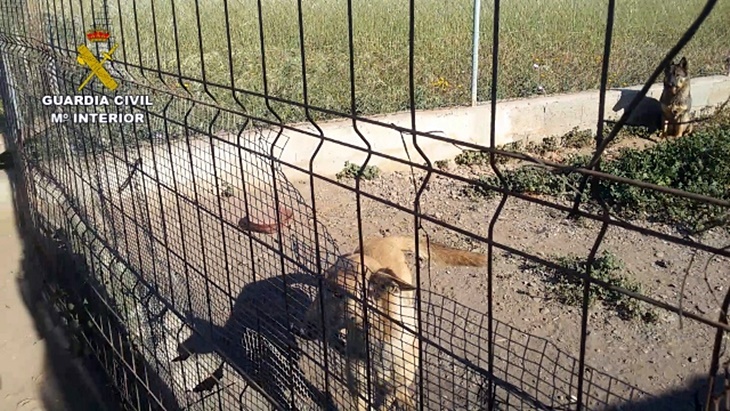 Maltrato animal: Hallan dos perros fallecidos y 17 en estado de inanición
