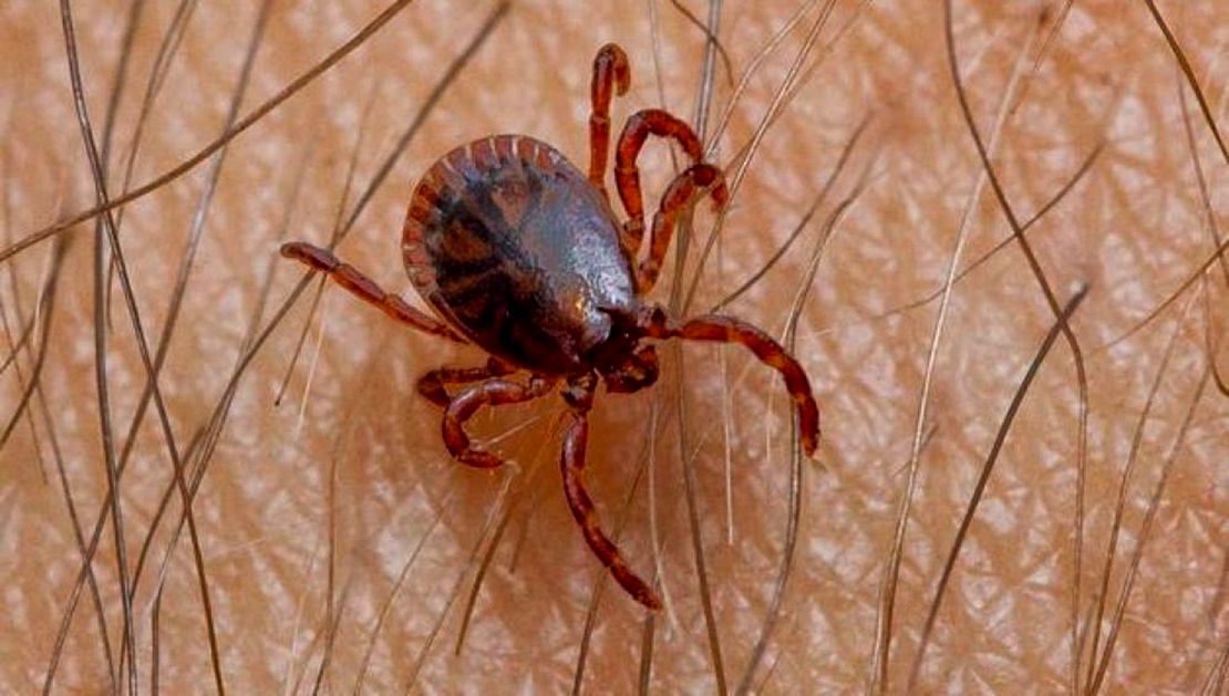 Extremadura entre las comunidades afectadas por las garrapatas con la fiebre hemorrágica