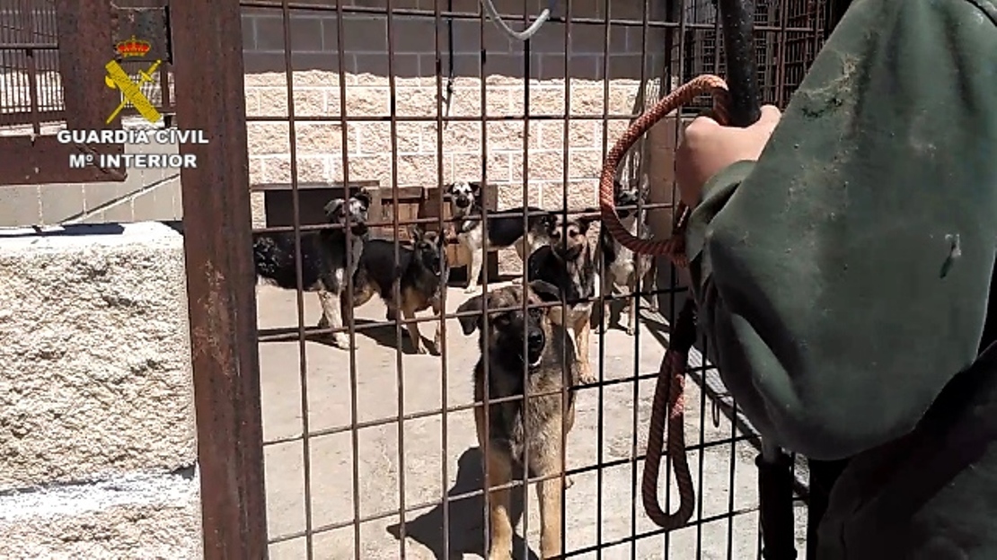 Hallados 59 perros en pésimas condiciones higiénico-sanitarias