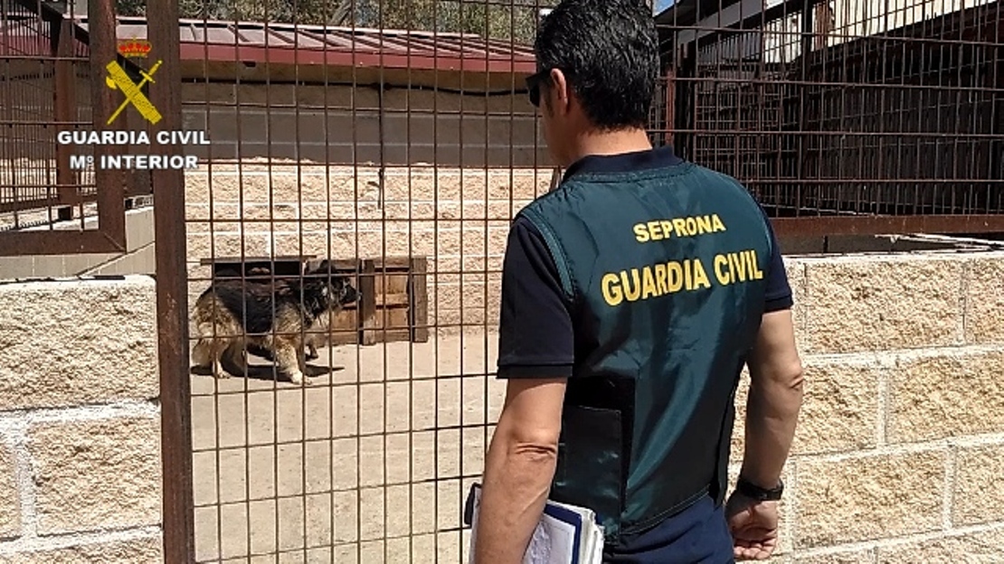 Hallados 59 perros en pésimas condiciones higiénico-sanitarias