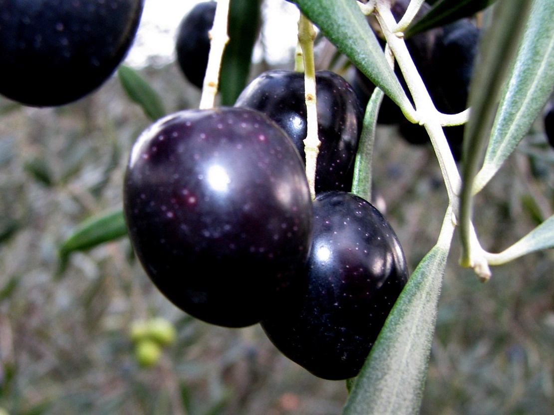 El olivar, de un recurso improductivo a un patrimonio natural sostenible