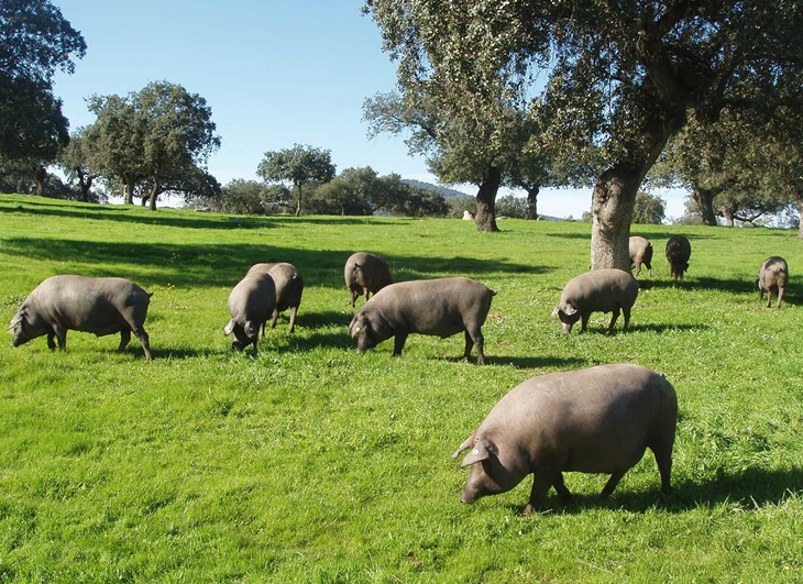 Los &#39;Porc d&#39;Or Ibérico&#39; premiarán en Zafra las mejores explotaciones de porcino