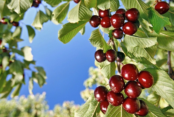 UPA: "Las bajas temperaturas han afectado a la producción de cereza"
