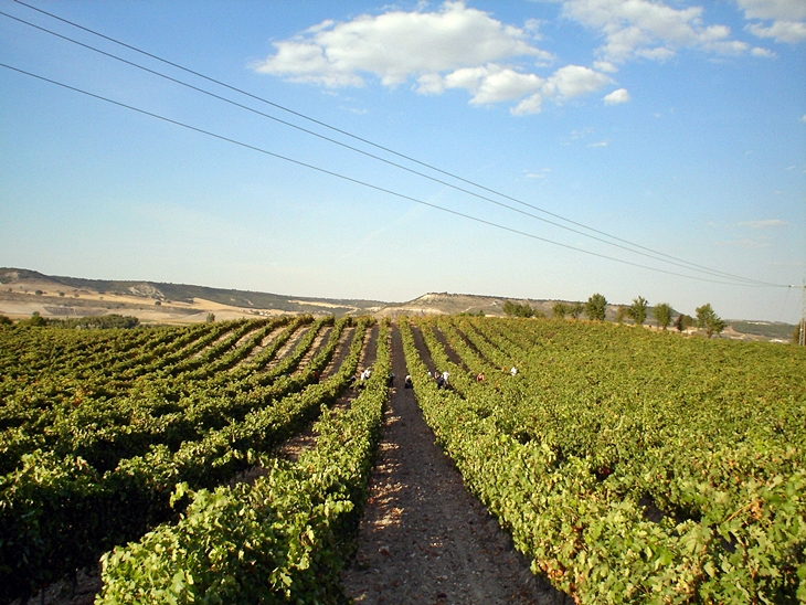 La falta de lluvias y las altas temperaturas provocarán pérdidas &quot;irreversibles&quot; en el campo